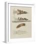 Untitled: Seaslug-Philip Henry Gosse-Framed Giclee Print