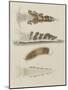 Untitled: Seaslug-Philip Henry Gosse-Mounted Giclee Print