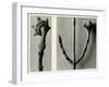 Untitled Study. 1929 (Photogravure)-Karl Blossfeldt-Framed Giclee Print