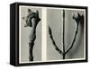 Untitled Study. 1929 (Photogravure)-Karl Blossfeldt-Framed Stretched Canvas