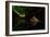 Untitled-Shikhei Goh-Framed Photographic Print