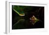 Untitled-Shikhei Goh-Framed Photographic Print