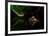 Untitled-Shikhei Goh-Framed Photographic Print