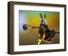 Untitled-Eyal Bussiba-Framed Photographic Print