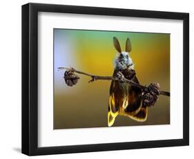 Untitled-Eyal Bussiba-Framed Photographic Print