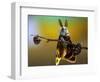 Untitled-Eyal Bussiba-Framed Photographic Print