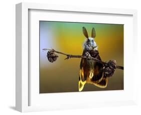 Untitled-Eyal Bussiba-Framed Photographic Print