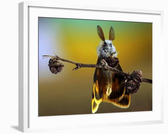 Untitled-Eyal Bussiba-Framed Photographic Print