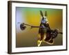 Untitled-Eyal Bussiba-Framed Photographic Print