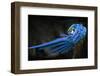 Untitled-Abbas Ali Amir-Framed Photographic Print