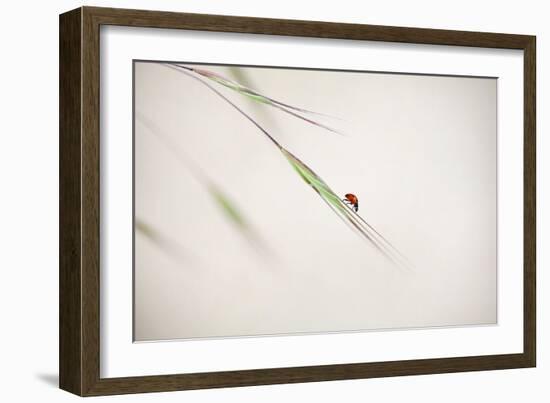 Untitled-Anna Cseresnjes-Framed Photographic Print