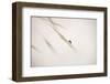 Untitled-Anna Cseresnjes-Framed Photographic Print