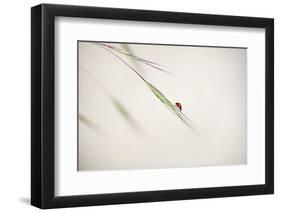 Untitled-Anna Cseresnjes-Framed Photographic Print