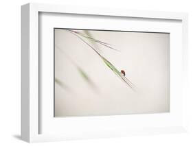 Untitled-Anna Cseresnjes-Framed Photographic Print