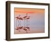 Untitled-Anna Cseresnjes-Framed Photographic Print