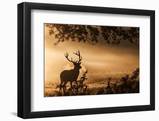 Untitled-Radojica Jevric Fotorax-Framed Photographic Print