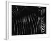 Untitled-Antonio Grambone-Framed Photographic Print