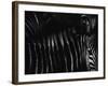 Untitled-Antonio Grambone-Framed Photographic Print