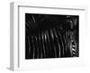 Untitled-Antonio Grambone-Framed Photographic Print