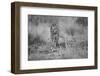 Untitled-Massimo Mei-Framed Photographic Print
