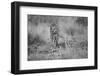 Untitled-Massimo Mei-Framed Photographic Print