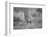 Untitled-Massimo Mei-Framed Photographic Print