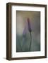 Untitled-Lotte Grønkjær-Framed Photographic Print