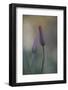 Untitled-Lotte Grønkjær-Framed Photographic Print