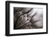 Untitled-keren or-Framed Photographic Print