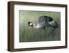 Untitled-Ahmed Sobhi-Framed Photographic Print