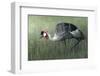 Untitled-Ahmed Sobhi-Framed Photographic Print