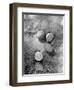 Untitled-Didier Gaillard-Framed Premium Giclee Print