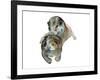 Untitled-Mark Adlington-Framed Giclee Print