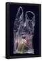 Essential Black