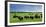 Unusual and Unique Domesticated Bison Herd, Near Curagha, County Meath, Ireland-Panoramic Images-Framed Photographic Print