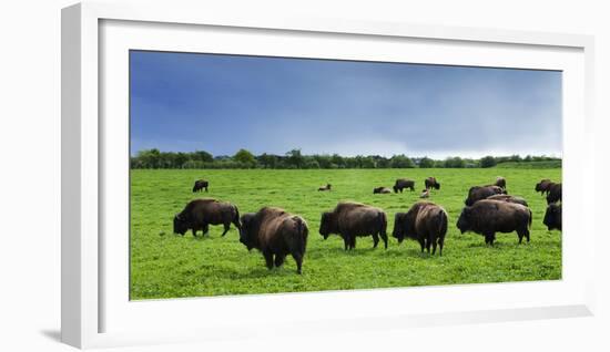 Unusual and Unique Domesticated Bison Herd, Near Curagha, County Meath, Ireland-Panoramic Images-Framed Photographic Print