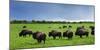 Unusual and Unique Domesticated Bison Herd, Near Curagha, County Meath, Ireland-Panoramic Images-Mounted Photographic Print