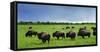 Unusual and Unique Domesticated Bison Herd, Near Curagha, County Meath, Ireland-Panoramic Images-Framed Stretched Canvas