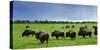 Unusual and Unique Domesticated Bison Herd, Near Curagha, County Meath, Ireland-Panoramic Images-Stretched Canvas