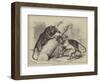 Unusual Playmates at the Zoo-null-Framed Giclee Print