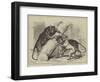 Unusual Playmates at the Zoo-null-Framed Giclee Print