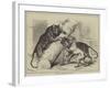 Unusual Playmates at the Zoo-null-Framed Giclee Print