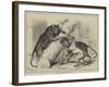 Unusual Playmates at the Zoo-null-Framed Giclee Print