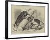 Unusual Playmates at the Zoo-null-Framed Giclee Print