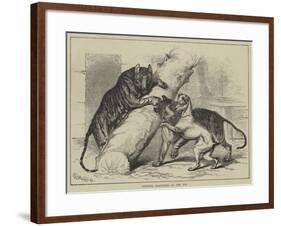 Unusual Playmates at the Zoo-null-Framed Giclee Print