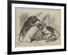 Unusual Playmates at the Zoo-null-Framed Giclee Print