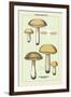 Unwholesome Fungi: Bitter Boletus-null-Framed Art Print