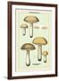 Unwholesome Fungi: Bitter Boletus-null-Framed Art Print