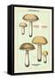 Unwholesome Fungi: Bitter Boletus-null-Framed Stretched Canvas