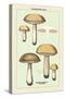 Unwholesome Fungi: Bitter Boletus-null-Stretched Canvas